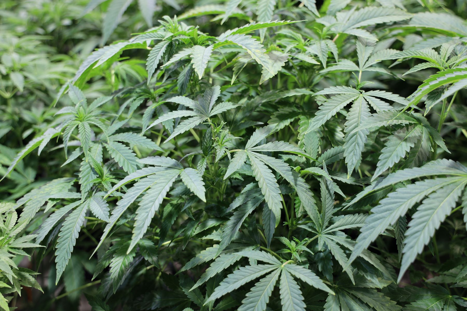 1800px x 1200px - Les meilleurs conseils de notre Ã©quipe pour la rÃ©colte de cannabis en  extÃ©rieur pour Croptober ! - GreenSeal Cannabis Co.