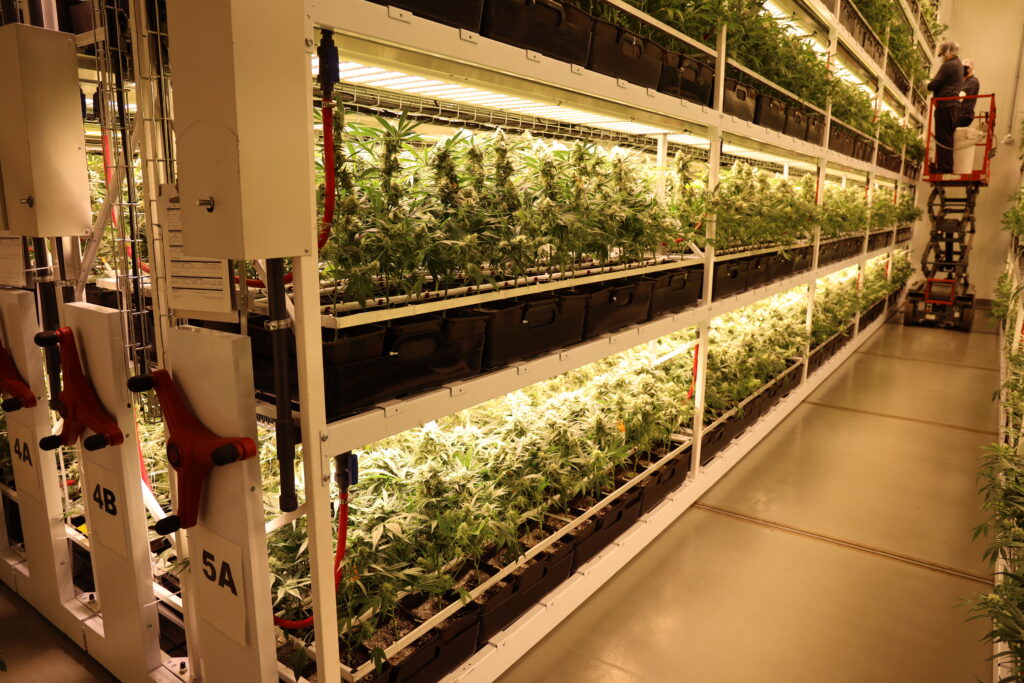 GreenSeal Cannabis Grow Racks 1