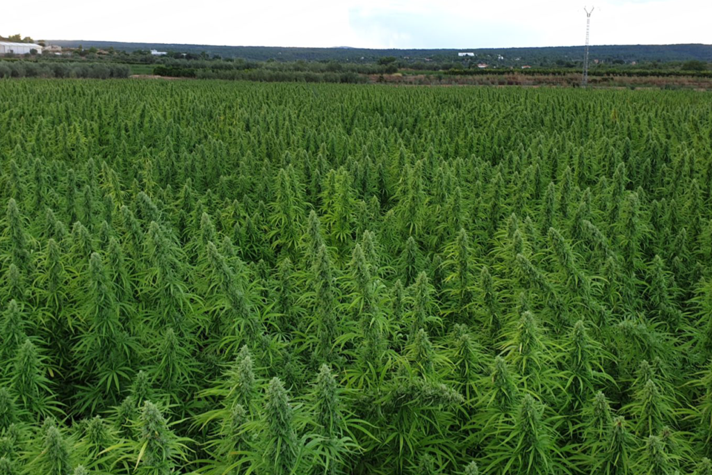 Field of Cannabis Plants