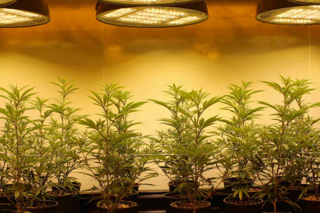 Plantes De Cannabis