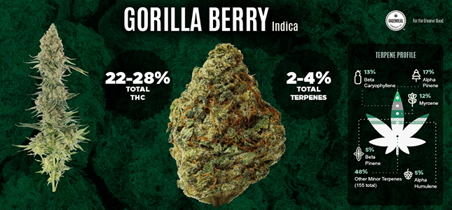 Gorilla Berry Graphic 1