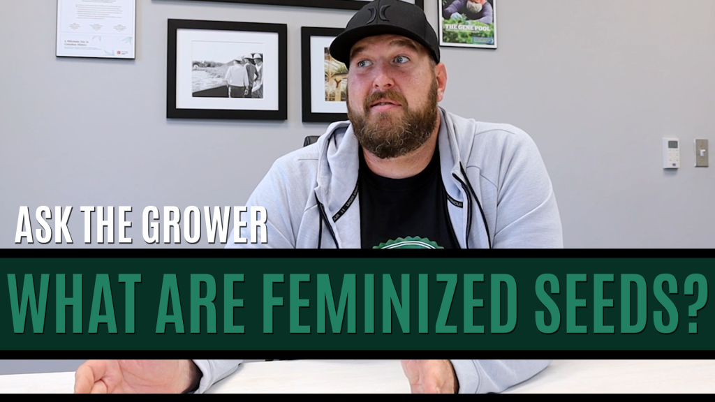 Ask The Grower - What Are Feminized Seeds Title Card