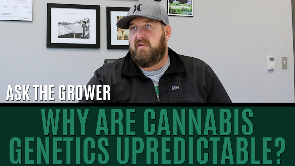 Ask The Grower - Why Are Cannabis Genetics Unpredictable Title Card
