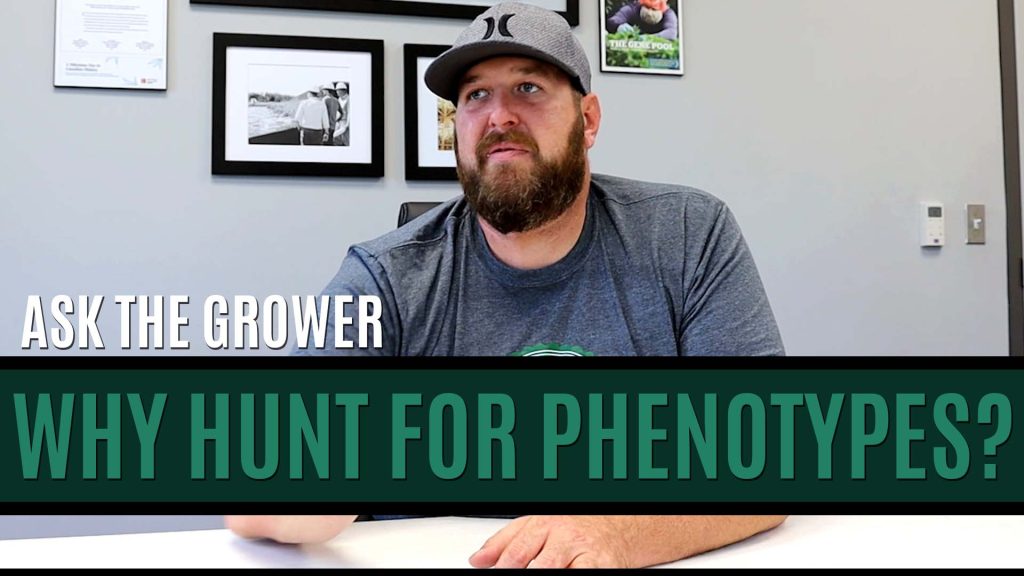 Ask The Grower - Why Hunt for Phenotypes - Title Card